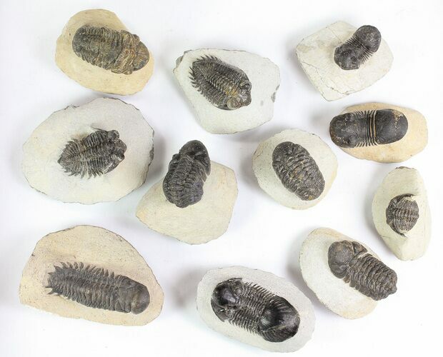 Lot: Assorted Devonian Trilobites - Pieces #76970